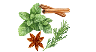 aromates et épices menthe romarin cannelle badiane pour ressentir son corps
